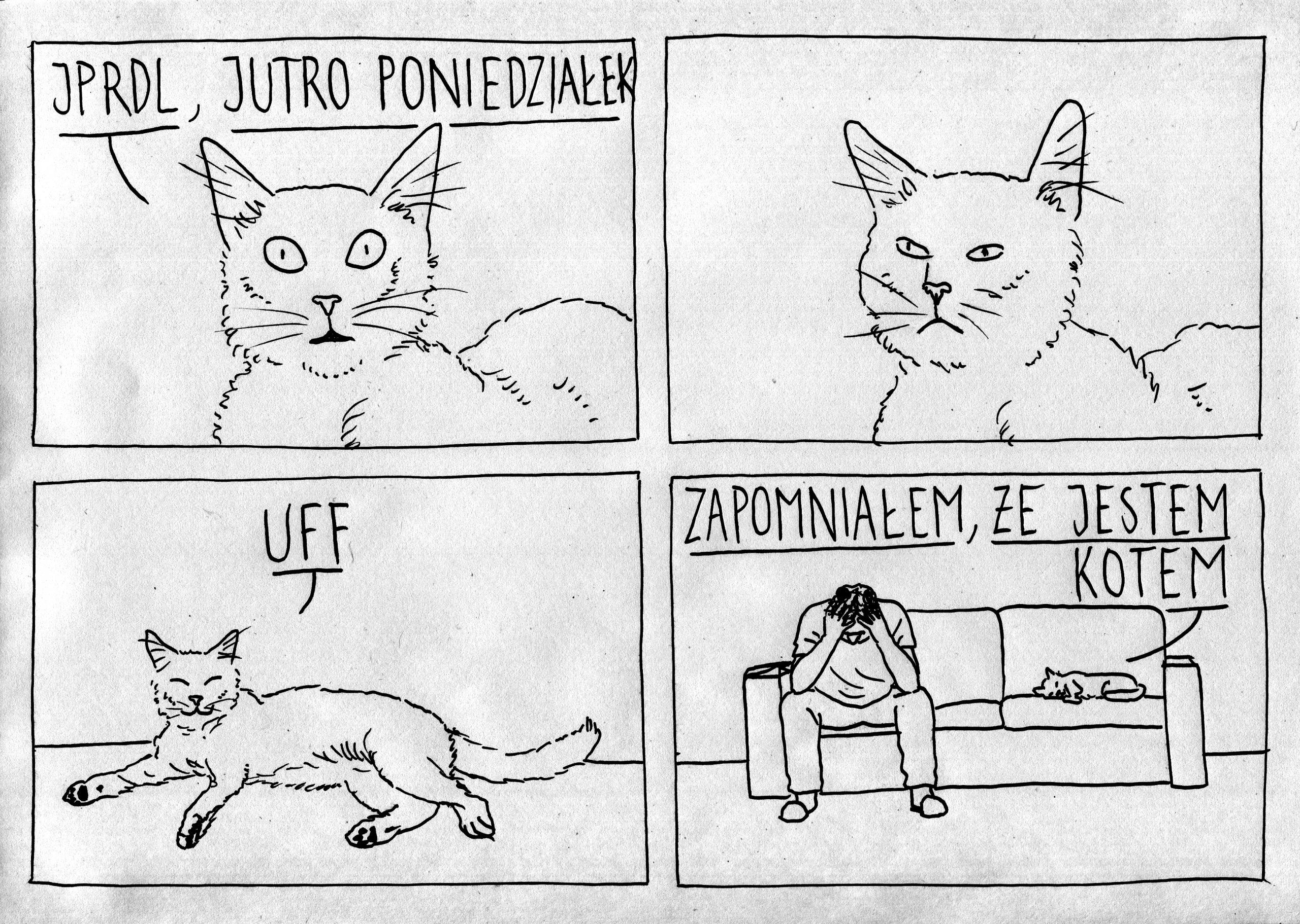 Kot niedzielny - obrazek 2